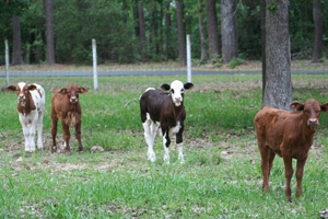 calves4.jpg